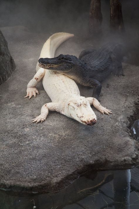 All sizes | Albino Alligator | Flickr - Photo Sharing! Crocodile Facts, Albino Animals, Animal Print Wallpaper, List Of Animals, Anime Animals, Amazing Animals, Funny Animal Memes, Animal Wallpaper, Animal Planet