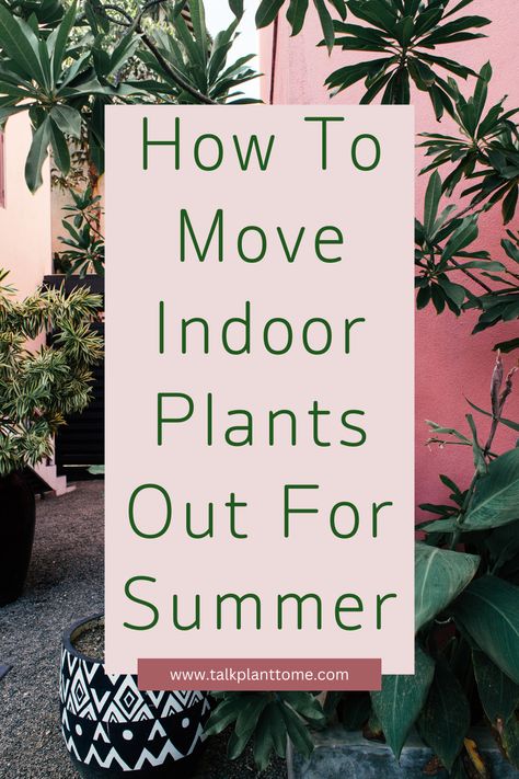 How To Move Indoor Plants Out For Summer – | Talk Plant To Me | Plant Advice, Plants Outside, Moving Plants, Boston Ferns, Summer Tips, Organic Pest Control, Ficus Tree, Outdoor Paradise, Lawn Edging