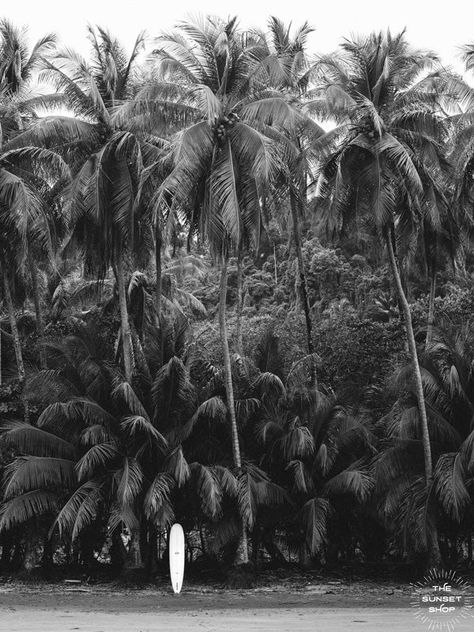 Photography Prints || Your Getaway to Paradise at Home @The Sunset Shop - The Sunset Shop - Costa Rica Photo Prints of Paradise Costa Rica, Nature, Costa Rica Photography, Vintage Surf Photography, White Palm Tree, Costa Rica Beaches, Palm Tree Beach, Hawaii Photography, Black And White Beach