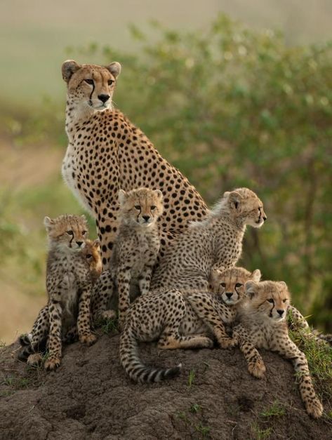 ♡♥Cheetah mom with her 5 grown cubs - click on pic to see a full screen pic in a better looking black background♥♡ Nosara, Cheetahs, Cheetahs Animal, Animal Psychology, Cheetah Family, Gato Grande, Animale Rare, Photo Chat, Haiwan Peliharaan