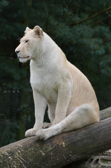 White Lioness, Cutest Animals On Earth, Wolves And Women, Lion And Lioness, Lion Love, Albino Animals, Le Roi Lion, Lion Mane, Paws And Claws