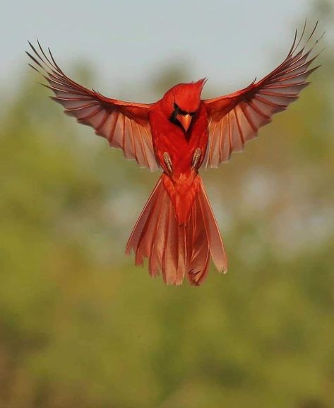 Bird Cages, Cardinal Bird Tattoos, Cardinal Birds Art, Cardinal Tattoos, Flying Tattoo, Northern Cardinal, Birds Nature, Memorial Tattoo, Birdcages