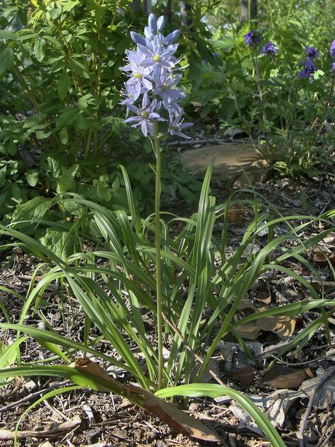 Wild hyacinth (Camassia scilloides) of the Agavaceae (Century Plant) family, formerly of the Liliaceae (Lily) Family, is also known as Atlantic camas and eastern camas.  It is found in the U.S. fro... Camassia Scilloides, Hyacinth Plant, Century Plant, Prairie Garden, Fall Bulbs, Native Plant Gardening, The Carolinas, Rain Garden, Native Garden