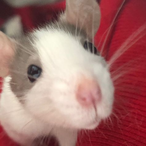 Rat Icons Aesthetic, Pet Rat Aesthetic, Cute Rats Aesthetic, Rat Girl Aesthetic, Kawaii Rats, Rat Icons, Aesthetic Rats, Rat Aesthetics, Cute Rat Aesthetic