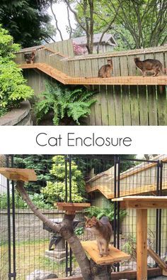 Outside Cat Enclosure, Catio Plans, Diy Cat Enclosure, Outdoor Cat Shelter, Chat Diy, Cat Patio, Outdoor Cat Enclosure, Outdoor Walkway, Cats House