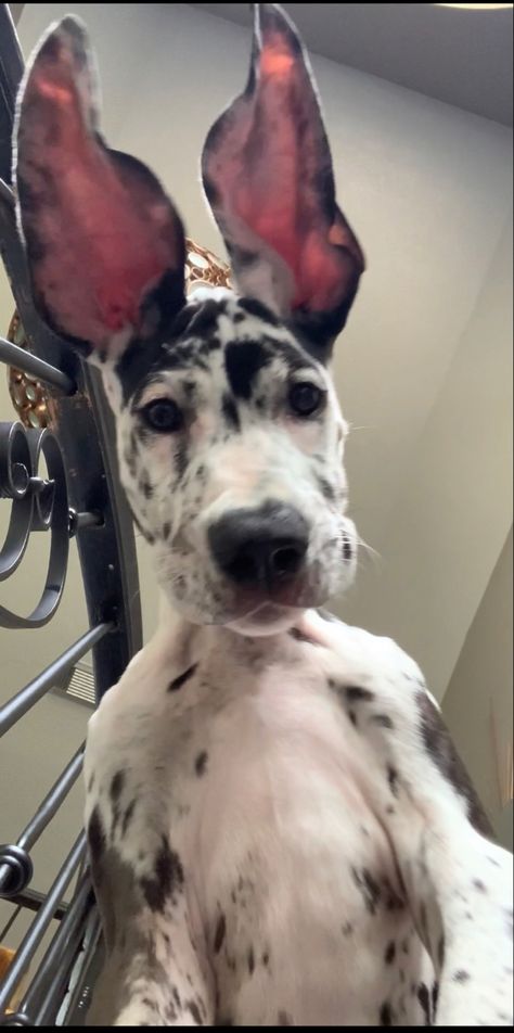 Dogs Great Dane, Dalmatian Great Dane, Great Dane Puppy Aesthetic, Great Dane Tattoo, Puppy Great Dane, Brown Great Dane, Blue Great Dane Puppies, Great Dane Colors, Dog Great Dane