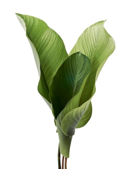 Photo calathea foliage, exotic tropical ... | Premium Photo #Freepik #photo #philodendron #big-leaf #jungle-plants #leaf-plants Nature, Big Leaves Painting, Plant Leaves Aesthetic, Banana Leaf Photography, Leafs References, Peace Lily Aesthetic, Leaf Mood Board, Big Leaves Plant, Green Flowers Background