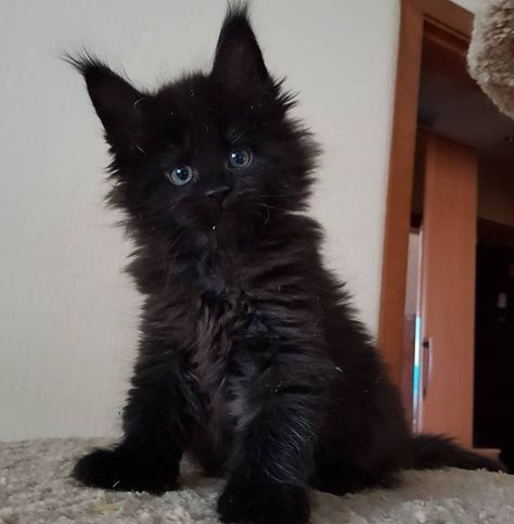 Things To Know About Black Maine Coon | Cat Tips & Cat Facts Mainecoon Cat Aesthetic, Black Mainecoon Cat, Mancoon Cats, Maine Cooney Cats, Dream's Cat, Gorgeous Cats, Black Boy, Black Kitten, Pretty Animals