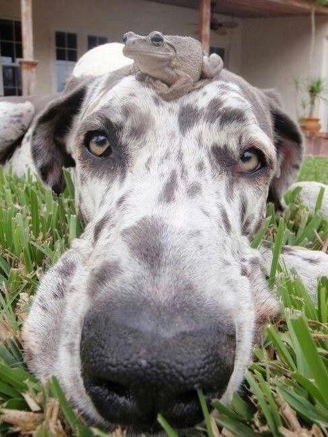 Great Danes: Proven to Be One of The Worst Breeds Ever and Here’s 15 Reasons | PetPress Great Danes, Weimaraner, Dane Puppies, Great Dane Puppy, Dane Dog, Giant Dogs, Great Dane Dogs, A Frog, Dogs Of The World