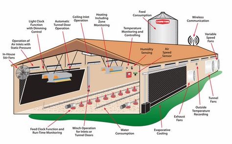 Poultry farm house - Feasibility study on poultry farming Poultry Farm Buildings, Poultry Farm Design, Poultry Business, Urban Chicken Farming, Feasibility Study, Poultry Farming, Broiler Chicken, Poultry House, Urban Chickens