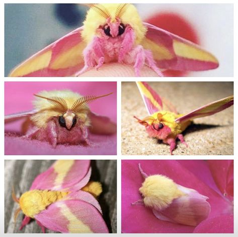 Yeah Rhubarb  Custard Moth, no not really its called the Rosey Maple Moth, it does have the colours of the boiled sweet tho and it's very cute 😊 Maple Moth, Rosy Maple Moth, Cute Moth, Cool Insects, Photo Animaliere, Cool Bugs, Moth Art, Beautiful Bugs, Pretty Animals