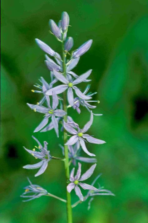 Camassia Scilloides, Wild Hyacinth, Spring Woodland, Wild Geranium, Flower House, Woodland Flowers, Sloped Garden, Late Spring, Flower Spike