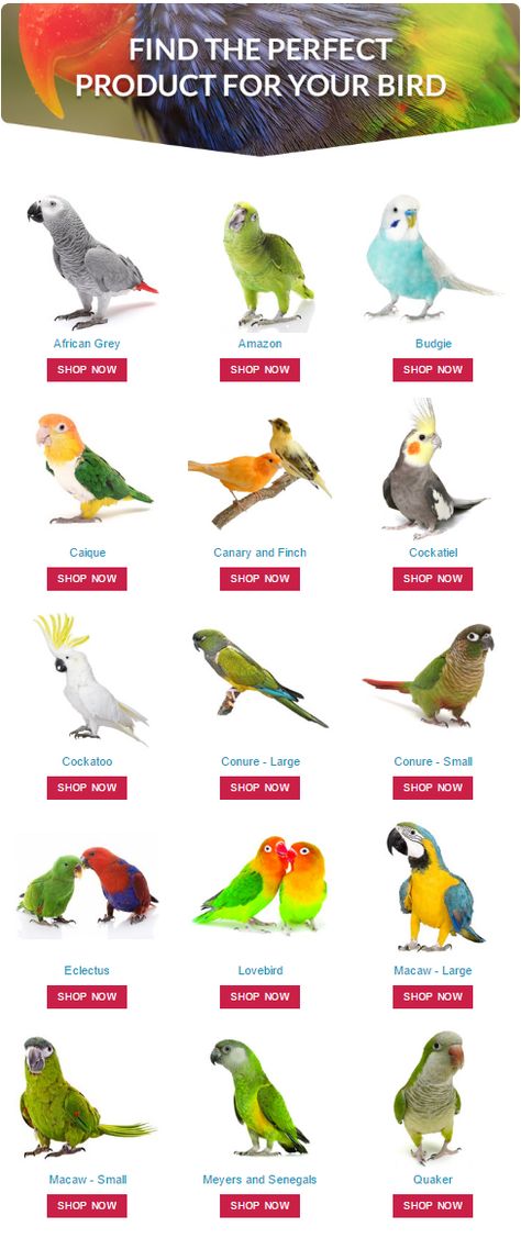 Find the perfect product for your pet #parrot by shopping at #ParrotEssentials using our shop by #bird type function. Types Of Pet Birds, Best Pet Birds, Pet Parrot, Bird Breeds, Parrot Pet, Bird Types, Bird Care, Parrot Toys, Parrot Bird