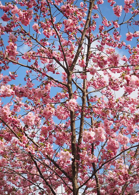 Flowering cherry trees are spring stunners and many varieties suit small gardens. Their pink blossom puts on a real show Trees For Small Gardens, Ornamental Cherry, Flowering Cherry Tree, Flowering Tree, Garden Shrubs, Tree Ideas, Cherry Blossom Tree, Pink Blossom, Blossom Trees