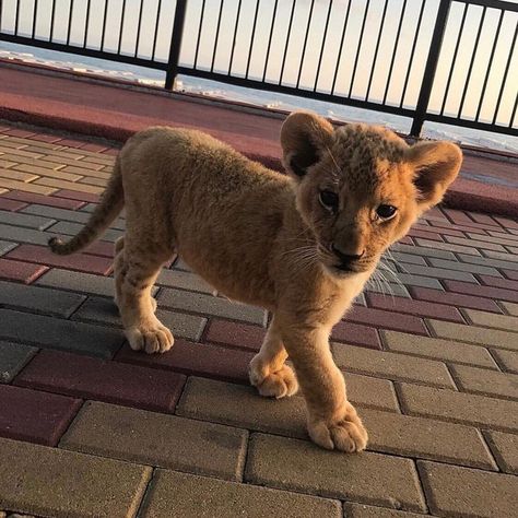 Pet Lion, Baby Tigers, Military Working Dogs, Wild Baby, Exotic Cats, Le Roi Lion, Cute Lion, Pet Bunny, Baby Lion