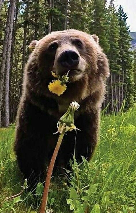 Grizzly Bear Enjoying a Dandelion! Photo Animaliere, Bear Pictures, Bear Art, Grizzly Bear, Animal Planet, Cute Bears, Nature Animals, Animal Photo, 귀여운 동물