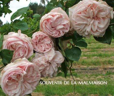 Climbing Roses, English Roses, Rose Foto, Rose Gardening, Heirloom Roses, David Austin Roses, Growing Roses, David Austin, Gorgeous Gardens