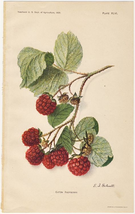 Raspberry botanical illustration Illustration Botanique Vintage, Era Victoria, Botanisk Illustration, Illustration Botanique, Botanical Illustration Vintage, Images Vintage, Vintage Botanical Prints, Picture Collage Wall, Art Et Illustration