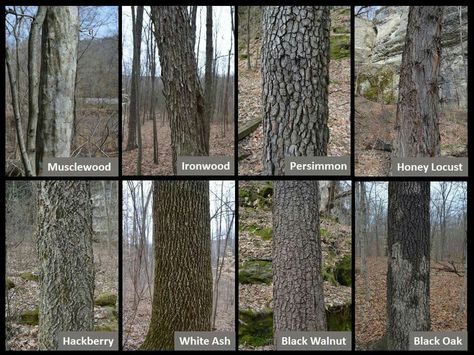 Nature, Bark Identification, Tree Bark Identification, Tree Leaf Identification, Identifying Trees, Leaf Identification, Tree Id, Tree Identification, Wild Edibles