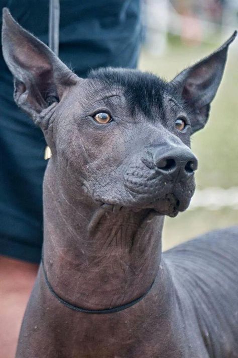 Right breed for you? Xoloitzcuintli information including personality, history, grooming, pictures, videos, how to find a Xoloitzcuintli and AKC standard. Xolo Dog, Mexican Hairless Dog, Akc Breeds, Hairless Dog, Purebred Dogs, Dog Logo, Wild Dogs, Dog Training Obedience, Dog Obedience