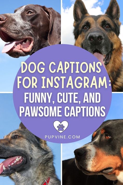 Caption For Pic With Dog, Quotes With Dogs Instagram, Instagram Puppy Captions, Dog Funny Captions, Dog Posts Instagram Captions, My Dog And I Talk About You, Captions For Pictures With Dogs, Instagram Content Ideas For Dogs, Instagram Captions For Dogs Pictures