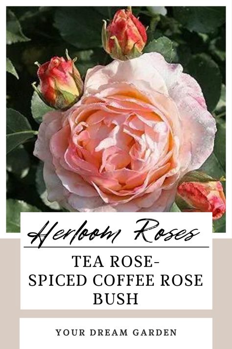 Heirloom Roses Tea Rose - Spiced Coffee Rose Bush Tea Live, Rose Plant, Heirloom Roses, Yellow Tea, Shrub Roses, Cream Tea, Spiced Coffee, Planting Roses, Rose Bush