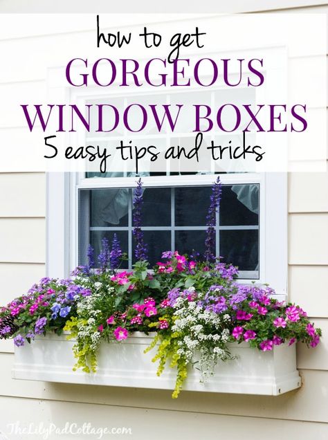 Flower Bed Window, Best Plants For Flower Boxes, Colorful Window Boxes, Planter Box Arrangement Ideas, Flower Boxes Outside Front Porches, Planter Box Flower Arrangements, Front Window Flower Bed Ideas, Flowerbox Ideas Plants, Flower Box Window Ideas