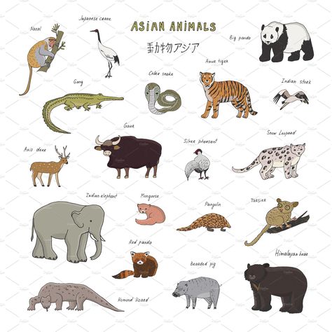 Asian Animals by GooseFrol on @creativemarket Patchwork, Asian Animals Preschool, Asia Animals, Asian Animals, Animal Infographic, Animal Learning, Wild Animal Wallpaper, Animals Vector, Visual Literacy