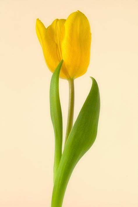 Single yellow tulip on yellow textured background - Clickasnap - The world's largest, free to use, paid per view, image sharing platform Tulip Reference Photo, Yellow Tulip Aesthetic, Yellow Tulips Aesthetic Wallpaper, Tulips Aesthetic Wallpaper Iphone, Yellow Tulip Tattoo, Yellow Tulips Aesthetic, Yellow Tulip Painting, Yellow Tulips Wallpaper, Single Tulip Flower