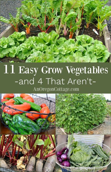 Want to know what vegetables are actually easy to grow? Here are 11 tried and true vegetables anyone can grow - and 4 that really aren't so easy. #gardening #vegetables #gardentip Easy Grow Vegetables, Patio Layout Design, Oregon Cottage, Starter Garden, Plants For Beginners, Vegetable Plants, Gardening Vegetables, Easy Vegetables To Grow, Easy Gardening