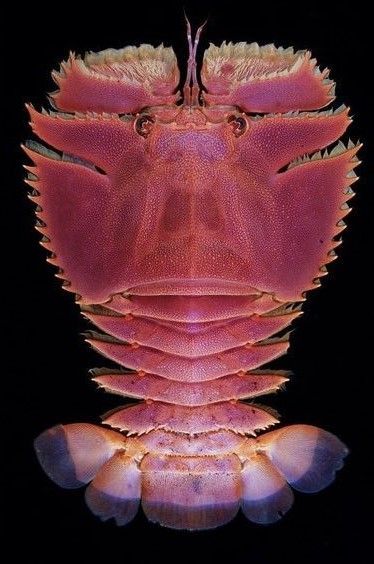 Deep Sea Creatures, Bio Art, Crustacean Tattoo, Crustaceans Art, Crab Species, Bacon Art, Crab Fishing, Ocean Design, Beautiful Bugs