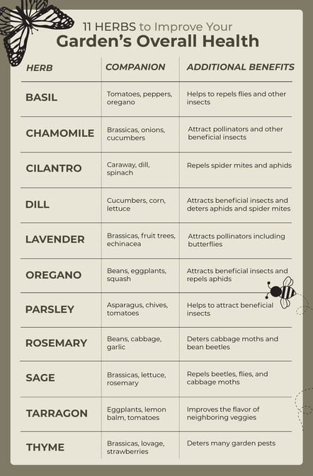 Nature, Herbal Garden Design Ideas, Indoor Crops, Allotment Design, Herb Companion Planting, Magical Backyard, Allotment Ideas, Spider Control, Companion Planting Chart