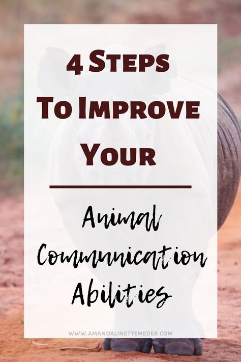 4 Tips To Improve Your Animal Communication Abilities — Amanda Linette Meder Pie, Native American Quotes, Norse Paganism, Healing Quotes Spiritual, Spirit Signs, Animal Communication, Spirit Communication, American Quotes, Black Rhino