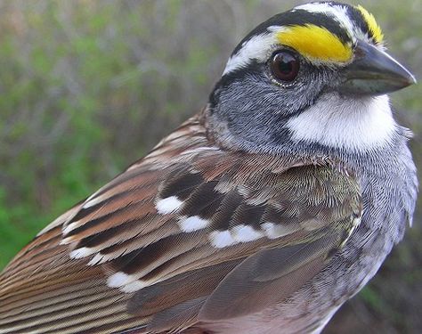 Migration Research Foundation - McGill Bird Observatory - Photo Library - White-throated Sparrow Nature, White Throated Sparrow Bird, Bird Observatory, Minnesota Birds, Winged Creatures, Sparrow Bird, Boreal Forest, Bird Poster, Insect Art