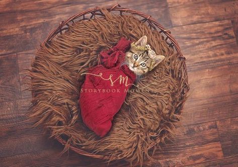 Photographer's Newborn Kitten Photoshoot Goes Viral Kitten Photoshoot, Train Cats, Dog Baby Announcement, Kitten Breeds, Cats And Cucumbers, Puppy Photography, Newborn Photo Shoot, New Kitten, Newborn Kittens