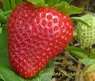 Strawberries, Fruit, Strawberry Varieties, Growing Strawberries, Strawberry Fruit, About Uk, The Uk, The Year, Step By Step