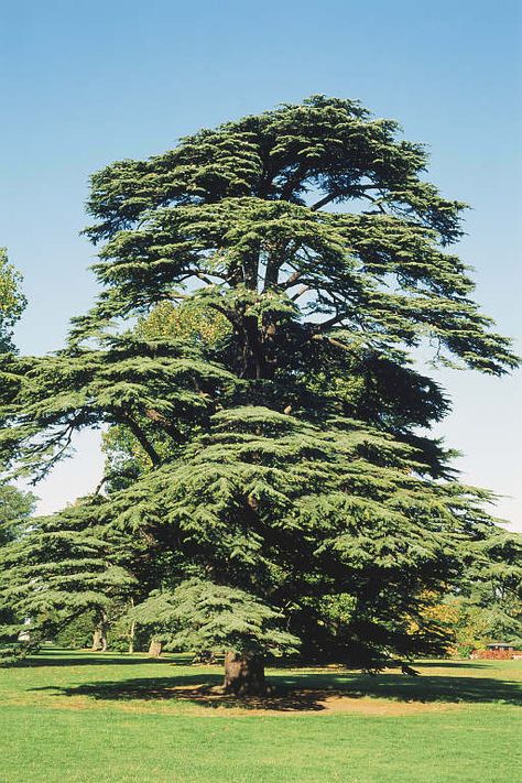 Cedrus Libani, Cedar Of Lebanon, Weird Trees, Plant Fungus, Conifer Trees, Cedar Trees, Ancient Tree, Unique Trees, Nature Tree