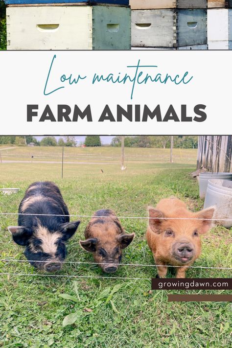 Hobby Farms Layout, Sustainable Homestead, Starting A Farm, Farm Hacks, Homesteading Animals, Micro Farm, Acre Homestead, Raising Farm Animals, Farm Plans