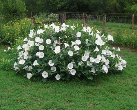 Trumpet Plant, Moon Gardens, Moonflower Vine, Garden Vines, Dry Creek, Moon Garden, Night Garden, White Garden, White Gardens