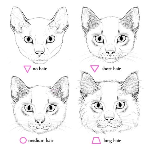 40 Simple Cat drawing Examples anyone Can Try Drawing Faces, Cat Eyes, Cat Face Drawing, Cat Drawing Tutorial, Cats Art Drawing, Cat Anatomy, Cat Sketch, Warrior Cat, Animal Sketches