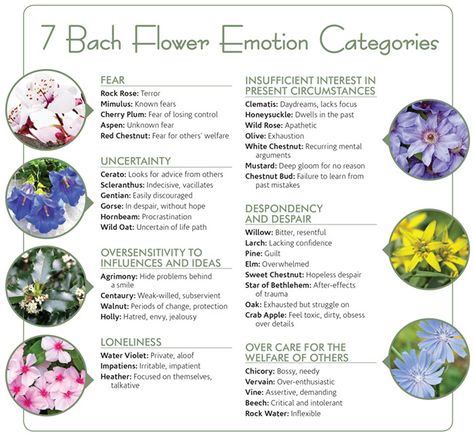 Batch Flower Remedies, Bach Rescue Remedy, Rescue Remedy Bach Flower, Bach Flower Essences, Bach Flower Therapy, Bach Flower Remedies By Naran, Bach Flower Remedies Chart, Bachflower Remedies, Bach Remedies