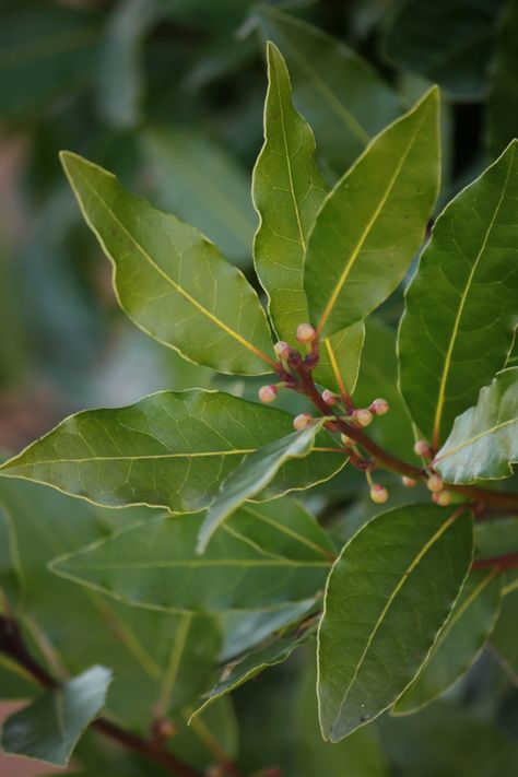 Bay Leaf Plant, Laurel Bush, Bay Leaf Tree, Plants That Repel Flies, Laurel Plant, Bay Laurel Tree, Bay Trees, Burning Bay Leaves, Bay Laurel