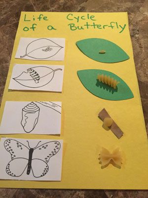 buttefly life cycle craft Butterfly Life Cycle Craft, Life Cycle Of A Butterfly, Cycle Of A Butterfly, Stages Of A Butterfly, Life Cycle Craft, Maluchy Montessori, Butterflies Activities, Insects Preschool, Bugs Preschool