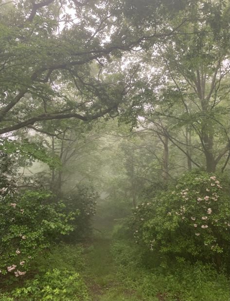 #fairy #forest #forestfairy #fairycore #forestcore #fog #nature #trees Fairycore Forest Aesthetic, Nature, Bonito, Forestcore Background, Foggy Aesthetic Forest, Green Fairy Asthetics, Dreamy Forest Aesthetic, Pixiecore Wallpaper, Fairy Woodland Aesthetic