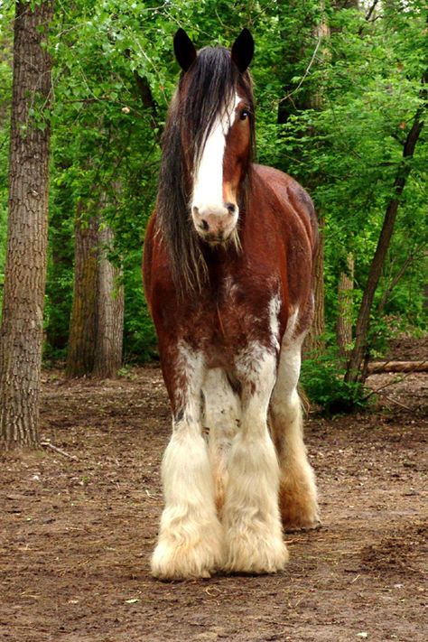 Clydesdale Horse Clidsdale, Perchons Horse, Clidsdail Horse, Clidesdail Horse, Clidestail Horse, Clysdale Horse, Bay Clydesdale, Clydesdale Foal, Horse Clydesdale