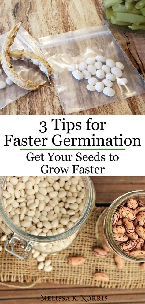 The Best Way to Germinate Seeds - How to sprout seeds fast for quicker plant growth. This DIY illustration will help you get a jump start on your growing season to ensure the maximum yield this year. #germinate #seeds #plants #garden #gardening Sprout Seeds, Green Bean Seeds, Germinate Seeds, Diy Illustration, Lantana Plant, Regrow Vegetables, Sprouting Seeds, Bean Seeds, Seed Germination