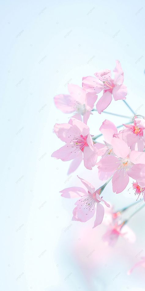 Kind Sky Background Pink Cherry Blossom Wallpaper Kawaii, Cherry Blossom Astethic Wallpaper, Pink Cherry Blossom Wallpaper, Wallpaper Powerpoint, Box Cartoon, Frame Wallpaper, Blossom Wallpaper, White Background Wallpaper, Cherry Blossom Wallpaper
