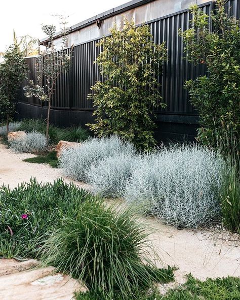 A simply beautiful contemporary Australian native Garden done so well.  Garden design @fig_landscapes  Plants supplied by @exotic_nurseries… Australian Garden Design, Australian Native Garden, Contemporary Garden Design, Front Garden Design, Garden Inspo, Landscaping Inspiration, Areas Verdes, Australian Garden, Coastal Gardens