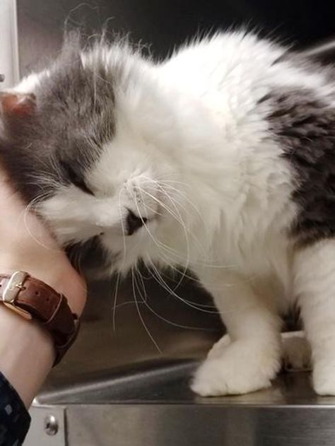 10-year-old Shelter Cat Reaches Out to Woman for Love, She Can’t Leave Him There… Senior Cat Care, Cat Crying, Senior Cat, Old Cats, Cat Facts, Healthy Ideas, Ragdoll Cat, Cat Shelter, Cat Care