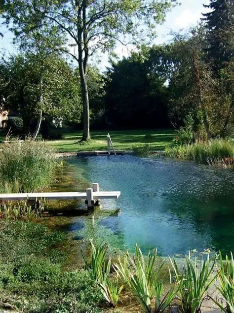 Pool Natural, Spring Landscaping, Natural Swimming Ponds, Swimming Pool Landscaping, Pool Landscape Design, Swimming Pond, Natural Pond, Pond Landscaping, Backyard Water Feature